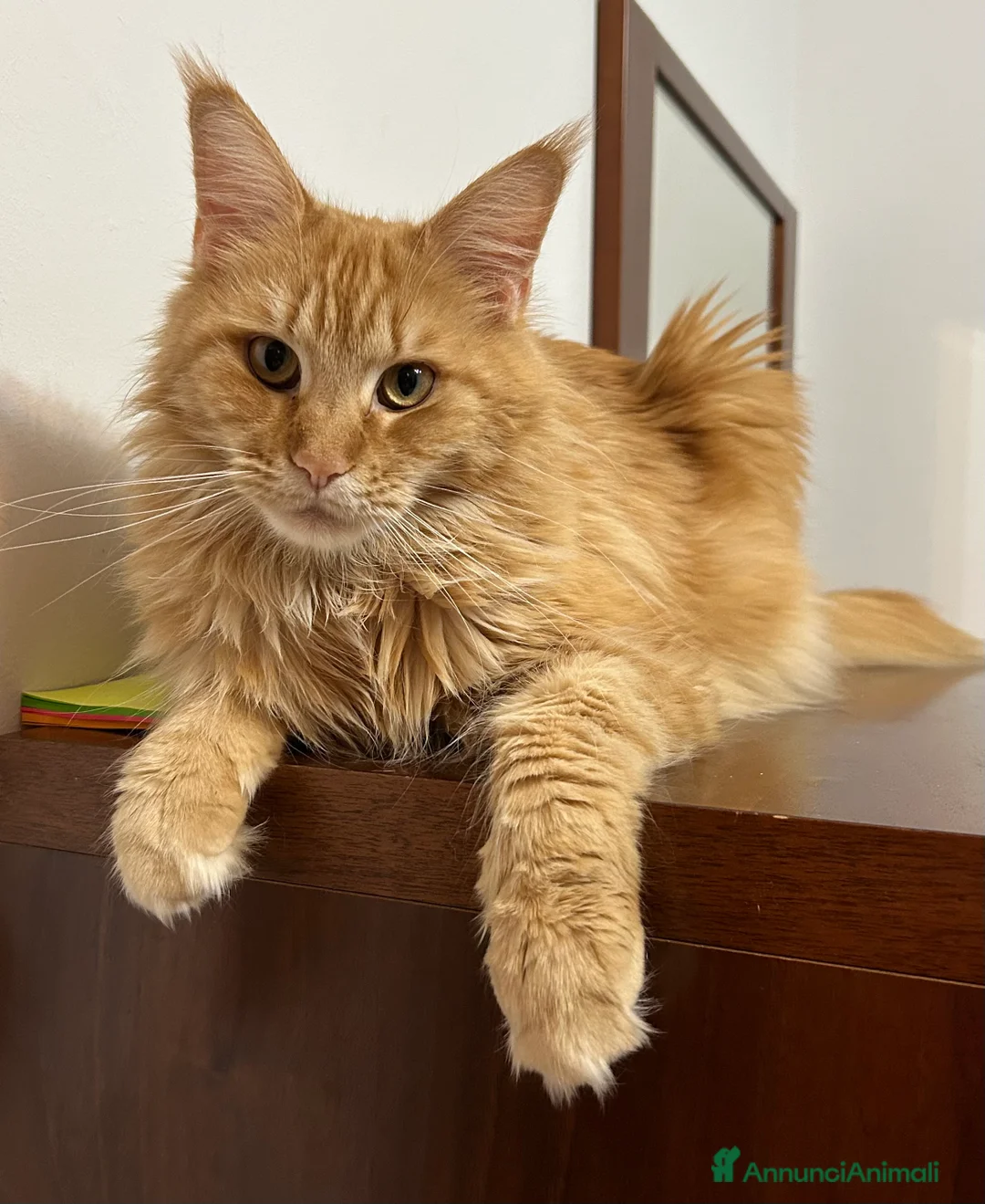 Maine Coon gatti in vendita: Cuccioli Maine Coon - Annuncio 9