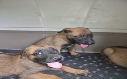 Pastore Belga cani in vendita: Pastore Belga Malinois Napoli Salerno Avellino a Provincia di Avellino - Immagine 2