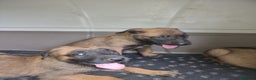 Pastore Belga cani in vendita: Pastore Belga Malinois Napoli Salerno Avellino a Provincia di Avellino - Annuncio 2