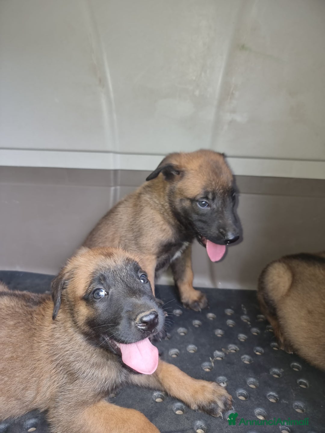 Pastore Belga cani in vendita: Pastore Belga Malinois Napoli Salerno Avellino a Provincia di Avellino - Immagine 2