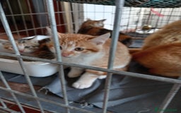 Europeo gatti in regalo: 5 cuccioli e mamma cercano casa❤️ - Immagine 6