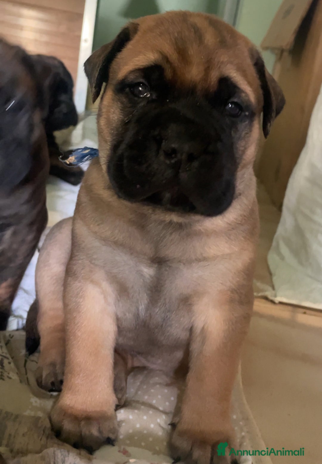 Bullmastiff cani in vendita: CUCCIOLI BULLMASTIFF - Annuncio 11