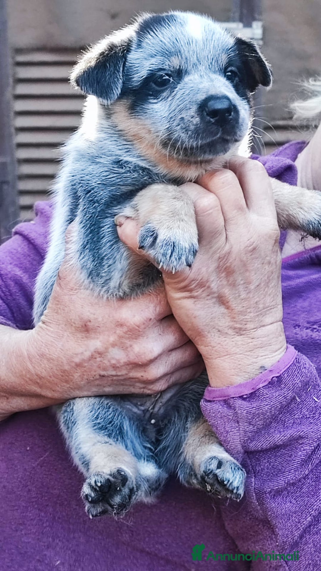 Australian Cattledog cani in vendita: cuccioli di Australian cattledog - Annuncio 6