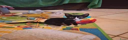 Meticcio gatti in regalo: 3 mesi, nata in casa, mamma FIV FELV negativa  - Annuncio 3