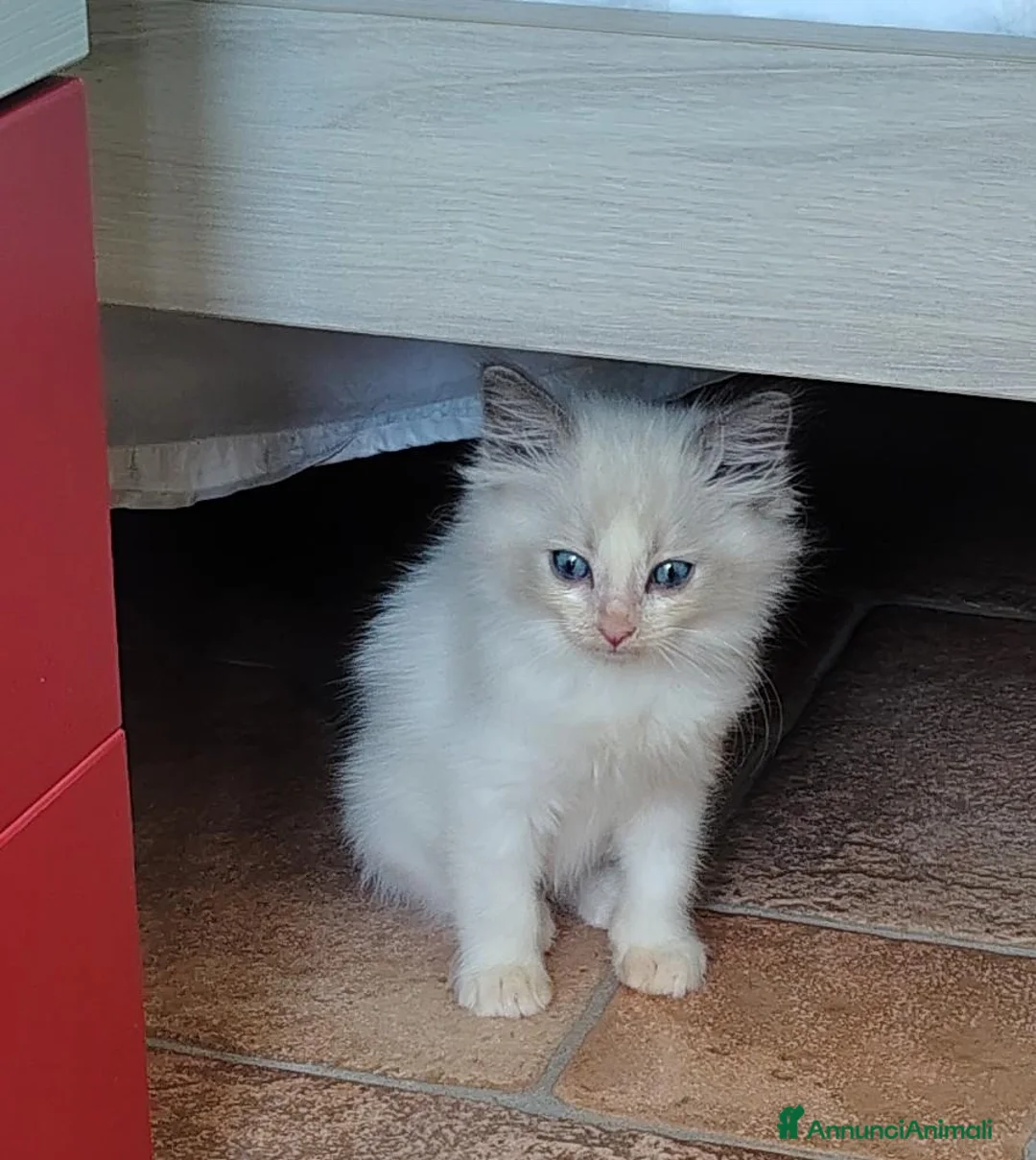 Ragdoll gatti in vendita: Cuccioli Ragdoll  - Annuncio 2