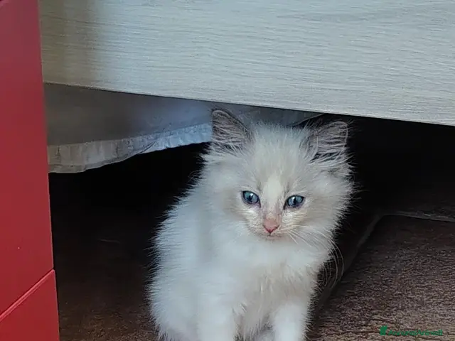 Ragdoll gatti Cuccioli Ragdoll - Annuncio 2