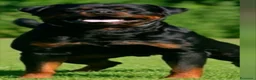 Rottweiler cani in vendita: Cuccioli rottweiler  - Annuncio 30