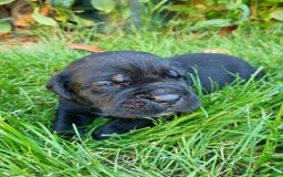 Cane Corso cani in vendita: Cuccioli di cane corso alta genealogia  a Provincia di Verona - Immagine 13