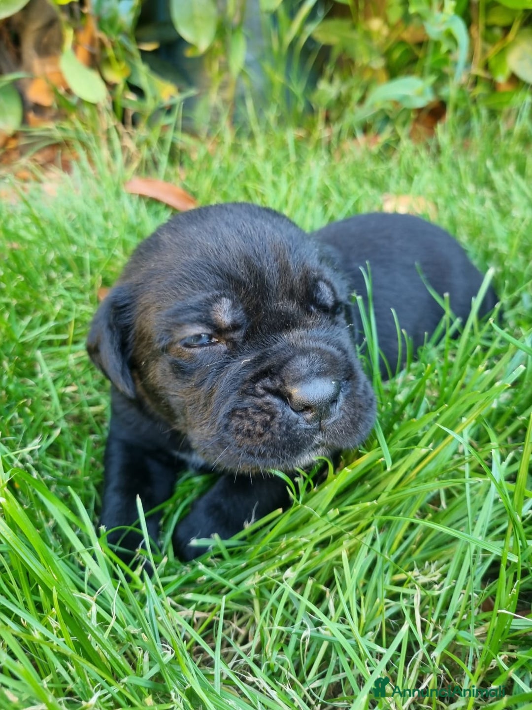 Cane Corso cani in vendita: Cuccioli di cane corso alta genealogia  a Provincia di Verona - Immagine 13