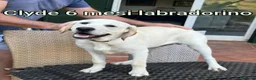 Meticcio cani in regalo: Cuccioli esclusi e soli a Città Metropolitana di Genova - Annuncio 10