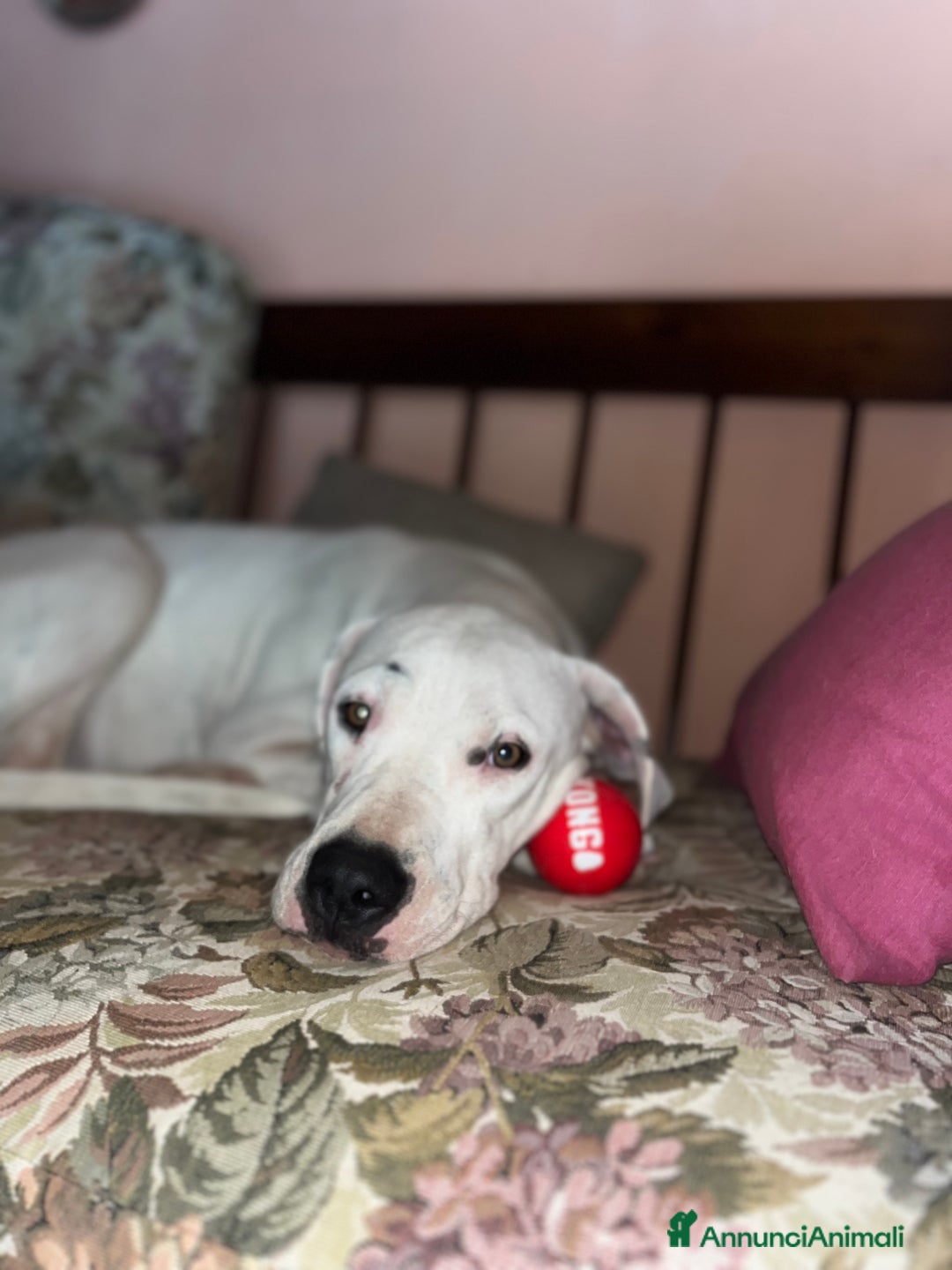 Dogo Argentino cani in regalo: Dogo argentino femmina 8 mesi - Annuncio 8