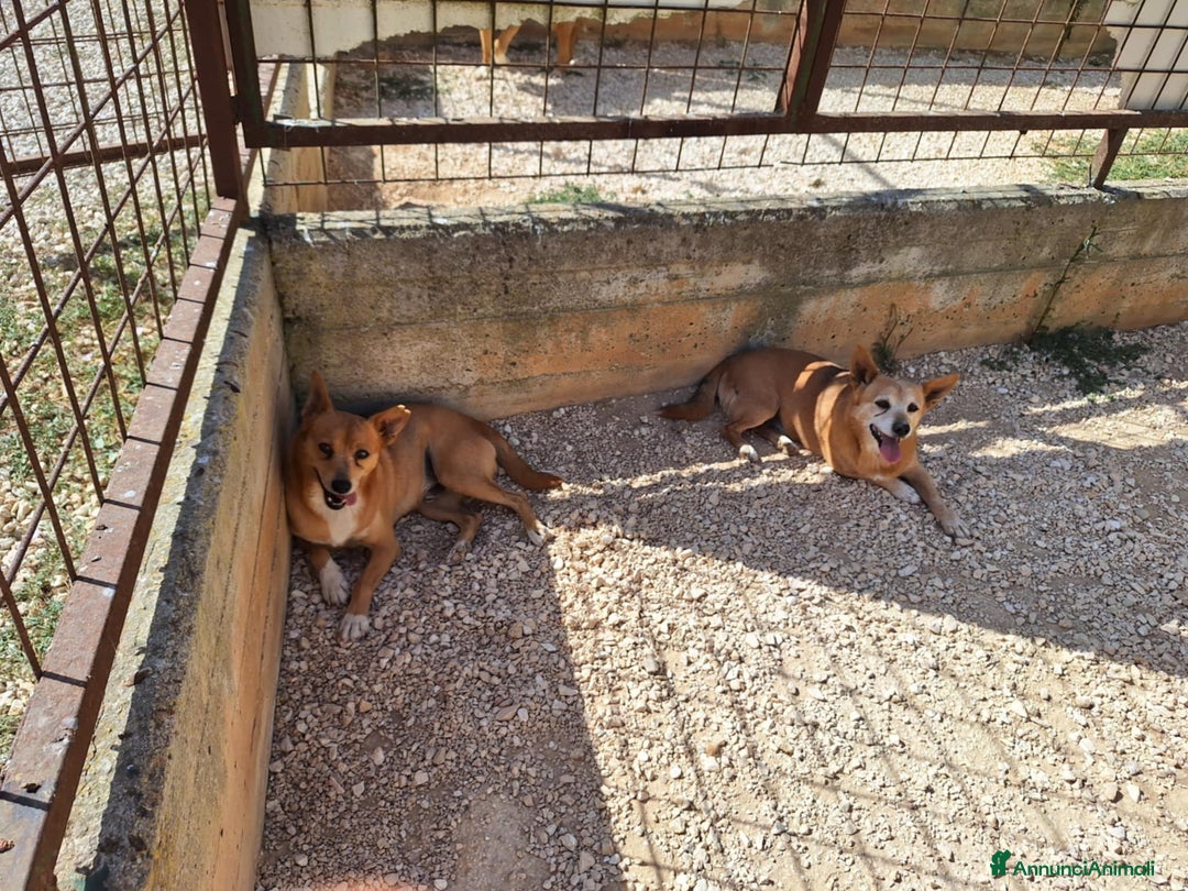 Meticcio cani in regalo: Pongo taglia piccola in adozione  - Annuncio 3