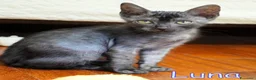Altre razze gatti in regalo:  LUNA PICCOLA GATTINA SMOKE DOLCISSIMA - Annuncio 4