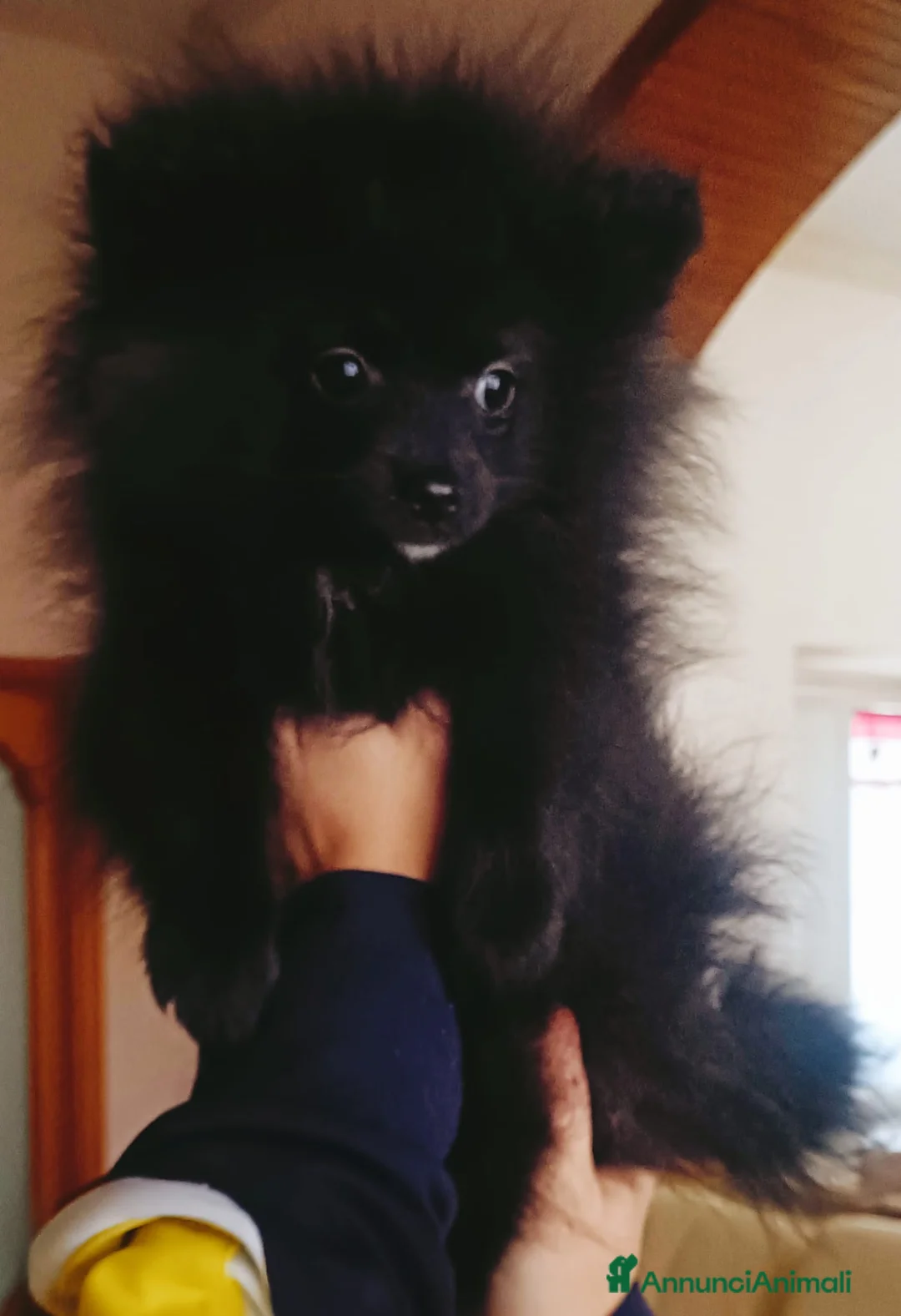 Volpino Pomerania cani in vendita: Spitz tedesco di Pomerania  - Annuncio 2