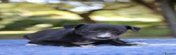 Whippet cani in vendita: Cuccioli di whippet  - Annuncio 12