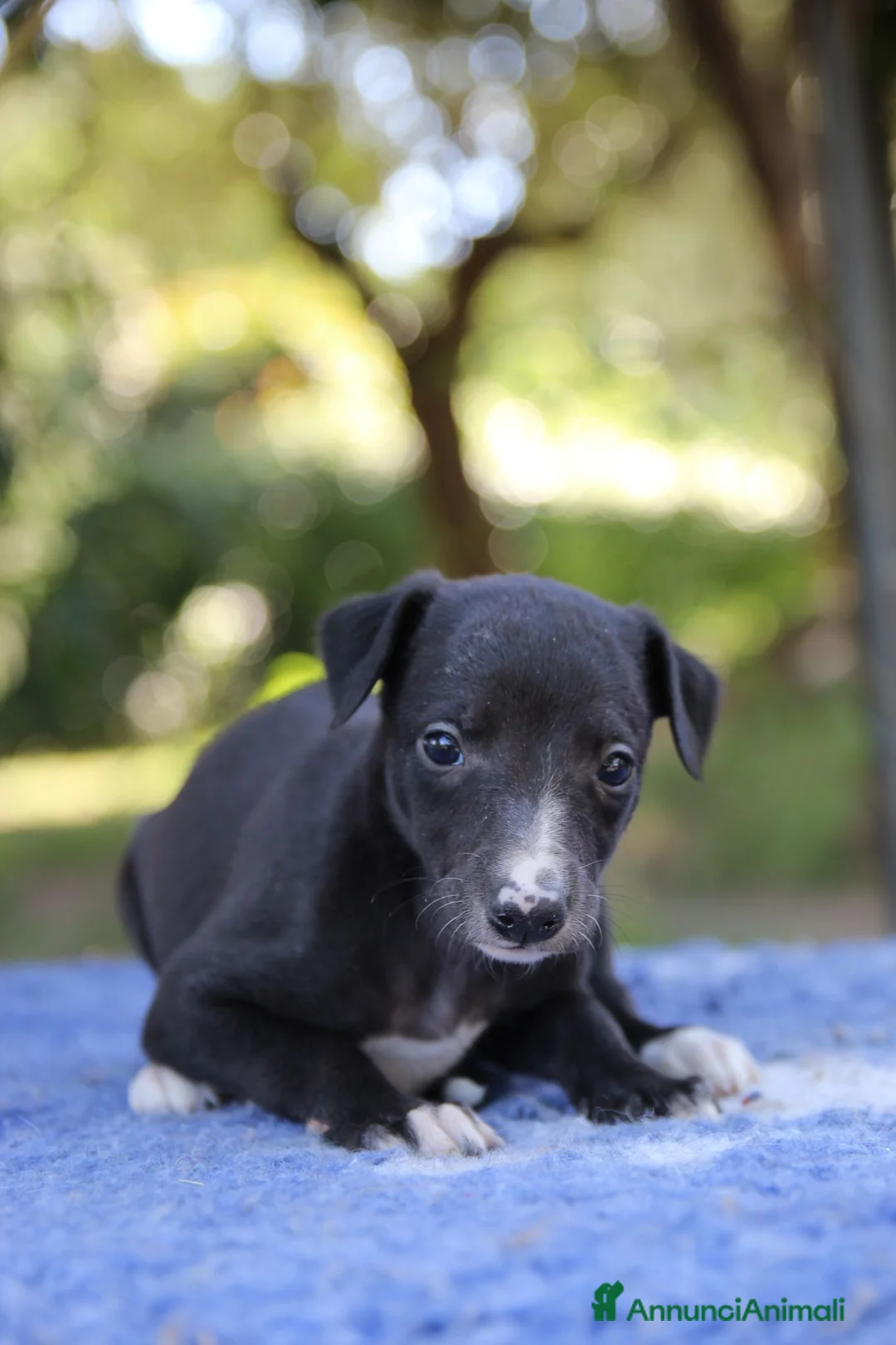 Whippet cani in vendita: Cuccioli di whippet  - Annuncio 12