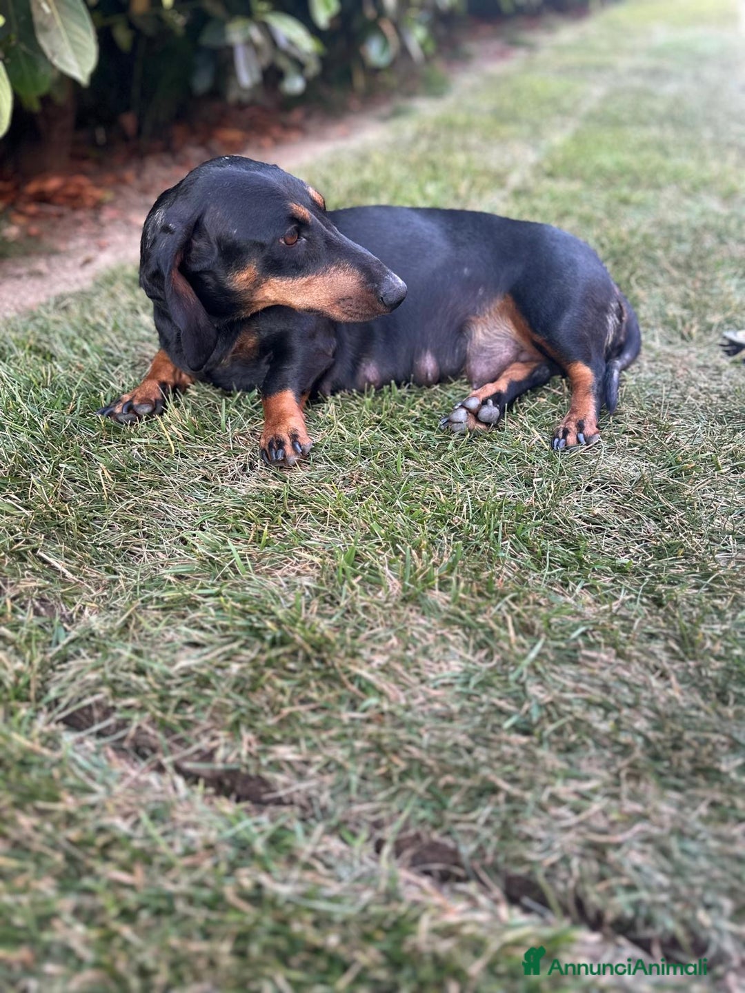 Bassotto cani in vendita: Bassotto  a Provincia di Parma - Immagine 5
