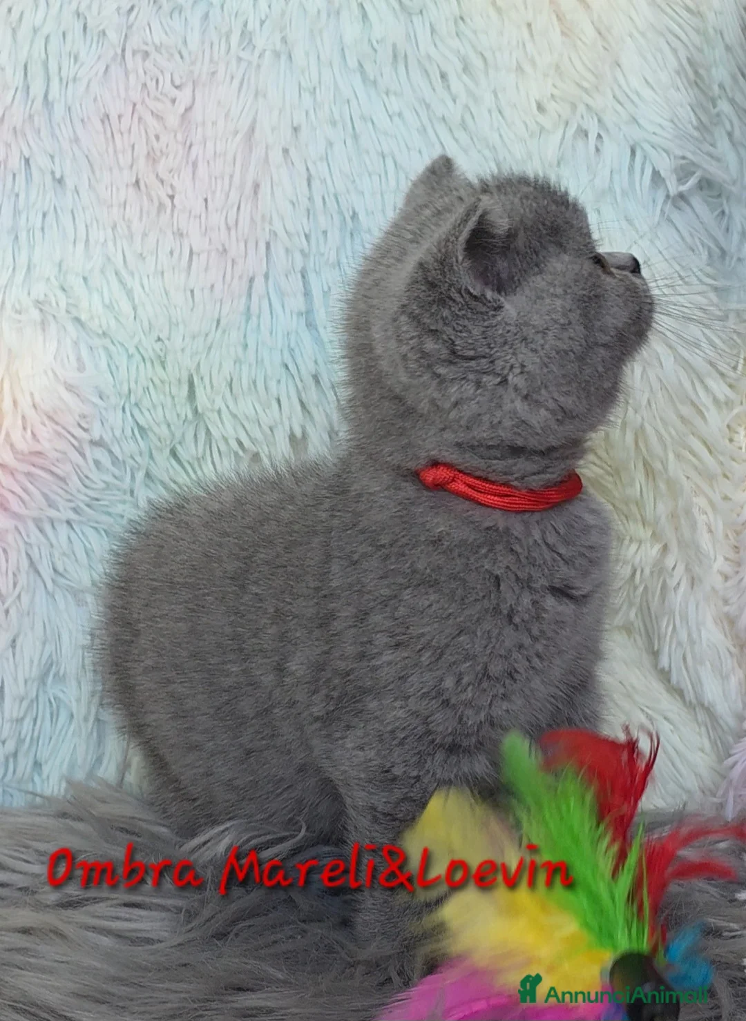 British gatti in vendita: British shorthair femmine - Annuncio 7
