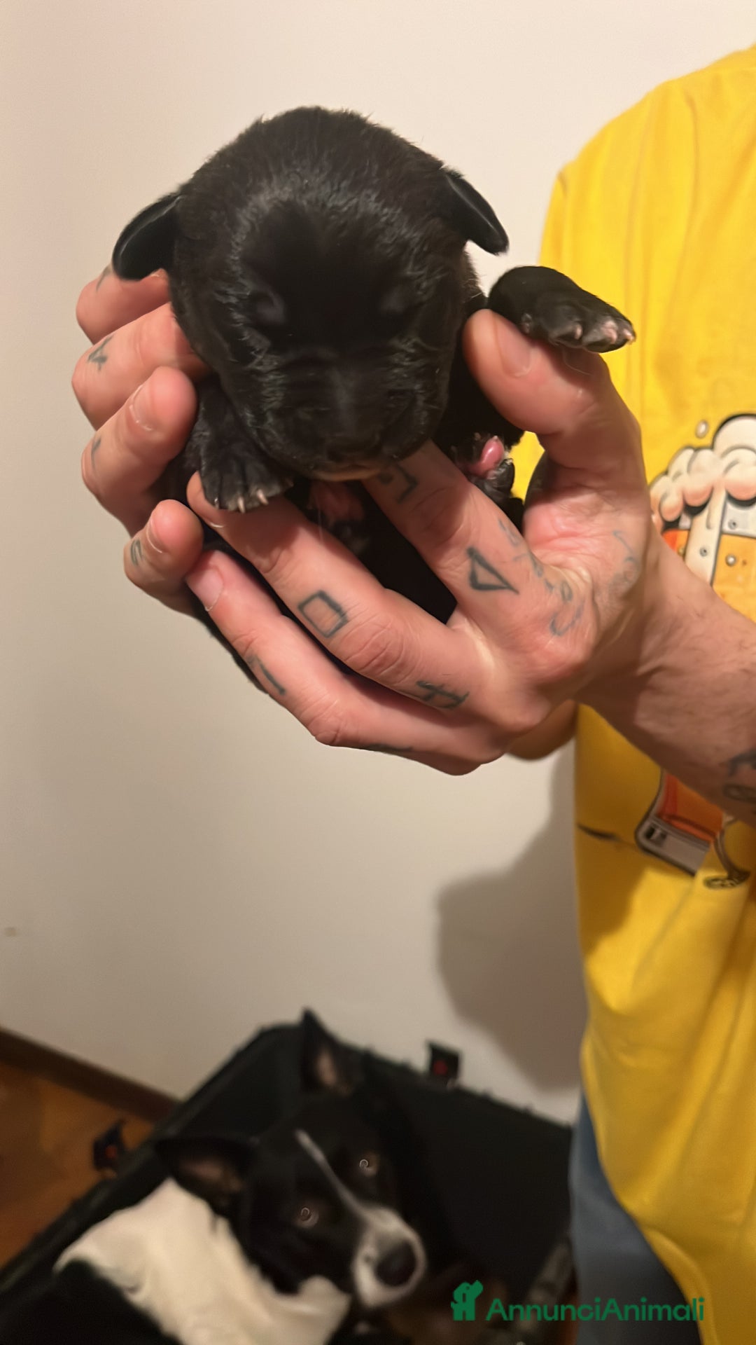 Meticcio cani in regalo: Disponile 1 cucciolo femmina - Annuncio 1