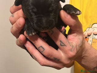 Meticcio cani Disponile 1 cucciolo femmina - Annuncio 20