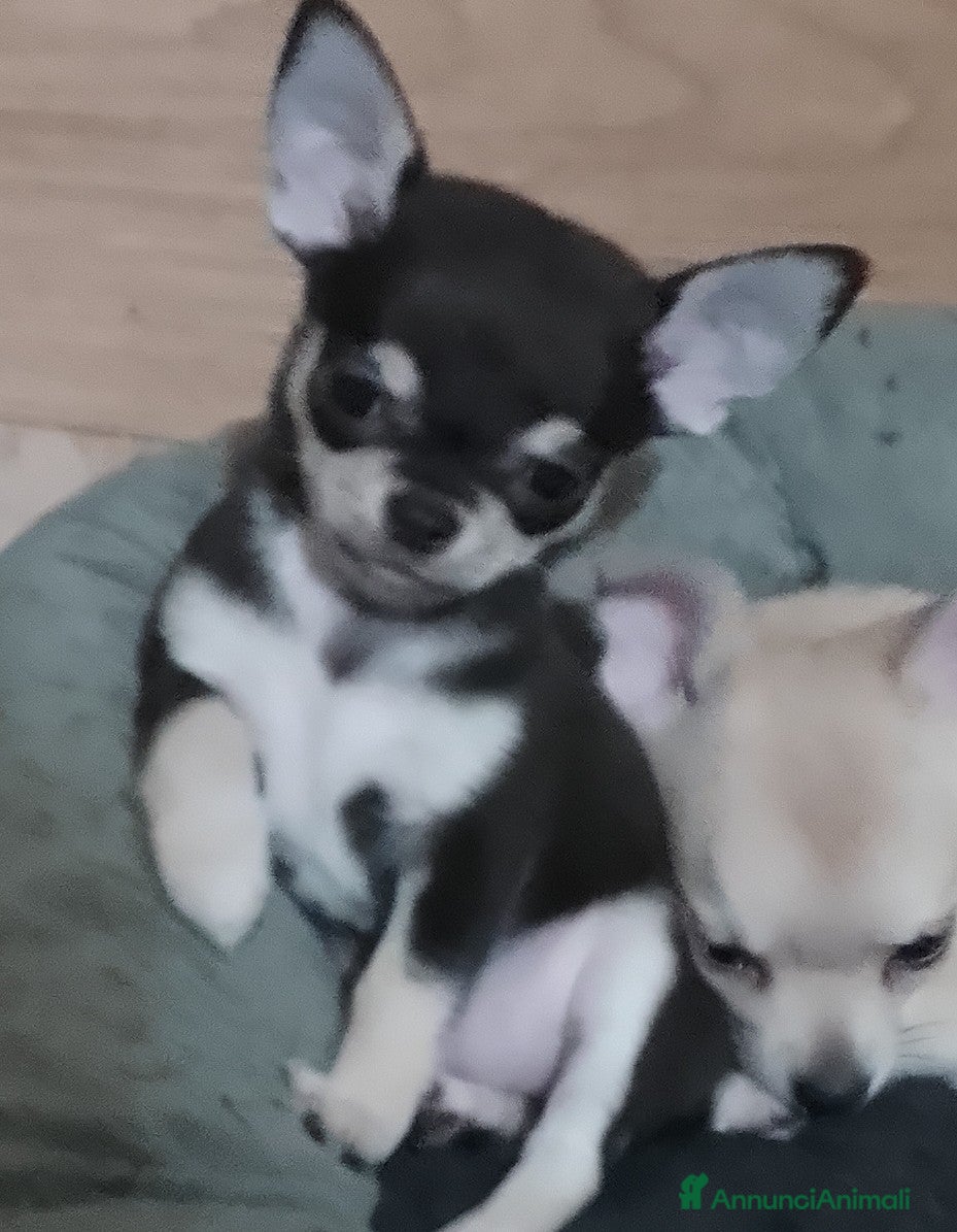 Chihuahua cani Cucciola chihuahua mini - Annuncio 5