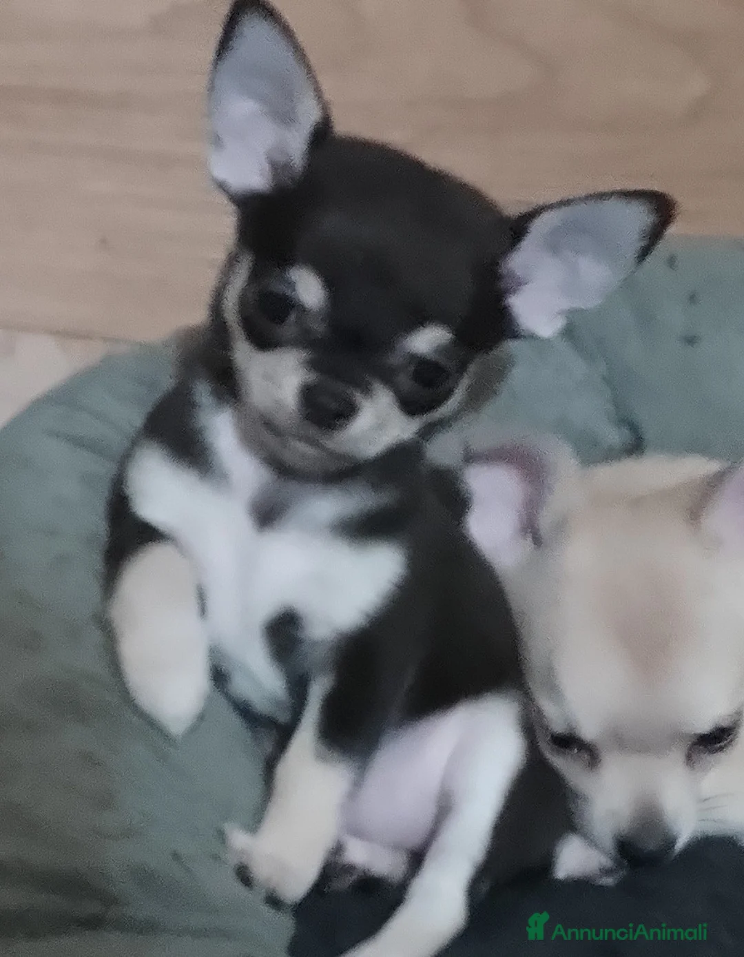 Chihuahua cani in vendita: Cucciola chihuahua mini - Annuncio 1