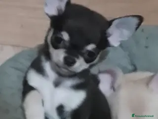 Chihuahua cani Cucciola chihuahua mini - Annuncio 5