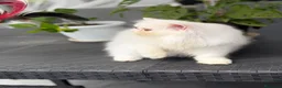 Persiano gatti in vendita: Gatti Persiani enExotic cuccioli  - Annuncio 5