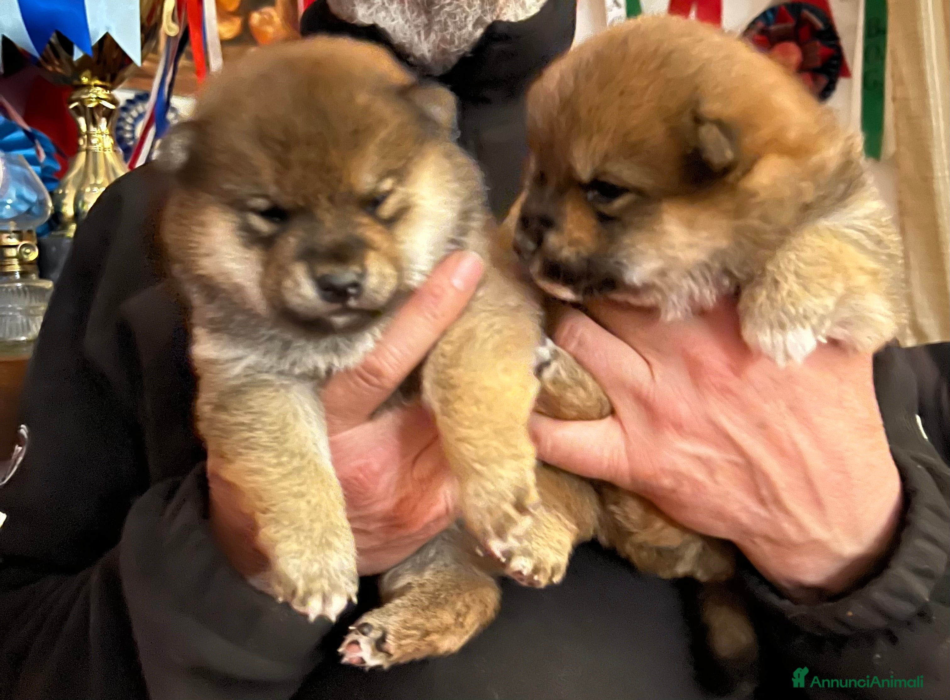 Shiba Inu cani Shiba inu cuccioli  - Annuncio 24