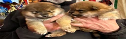 Shiba Inu cani in vendita: Shiba inu cuccioli  - Annuncio 1