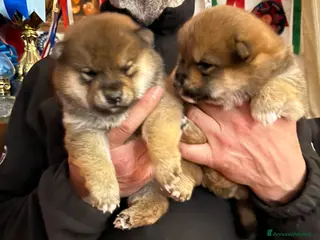 Shiba Inu cani Shiba inu cuccioli - Annuncio 24