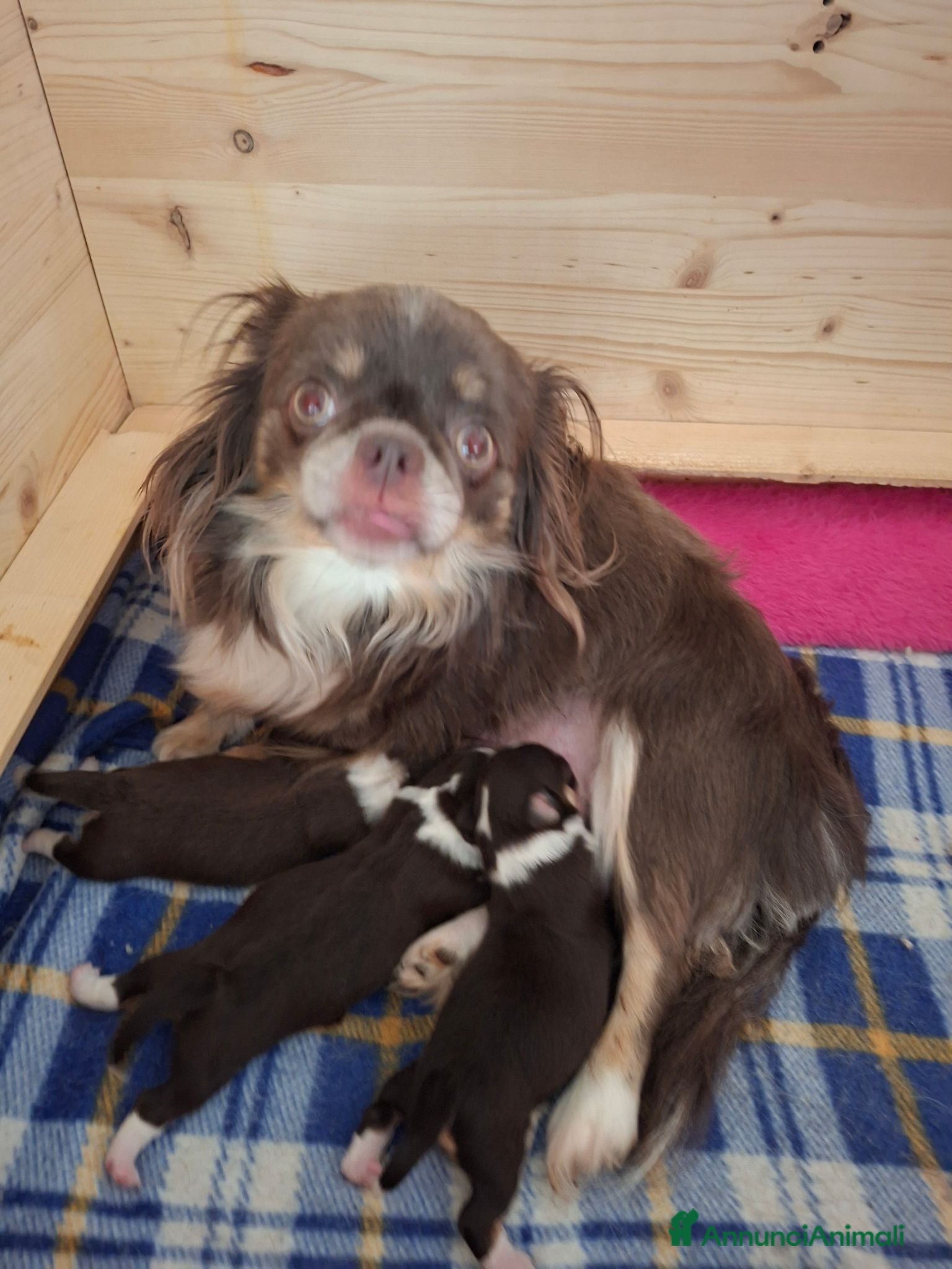 Chihuahua cani Chihuahua pelo lungo  - Annuncio 29