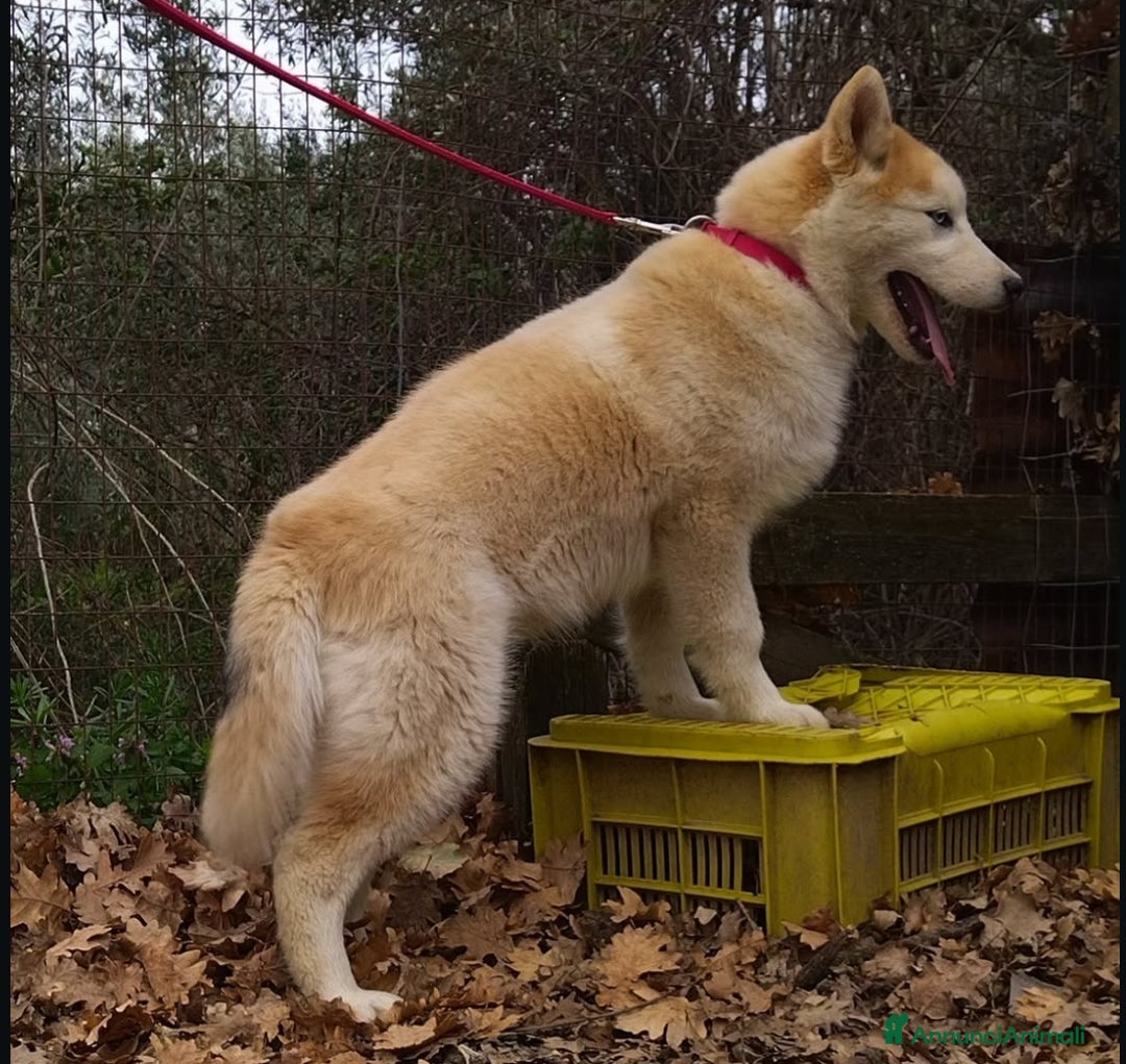Husky cani in vendita: Cuccioli di Siberian Husky  - Annuncio 3