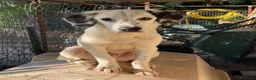 Meticcio cani in regalo: Cuccioli di taglia media  - Annuncio 5