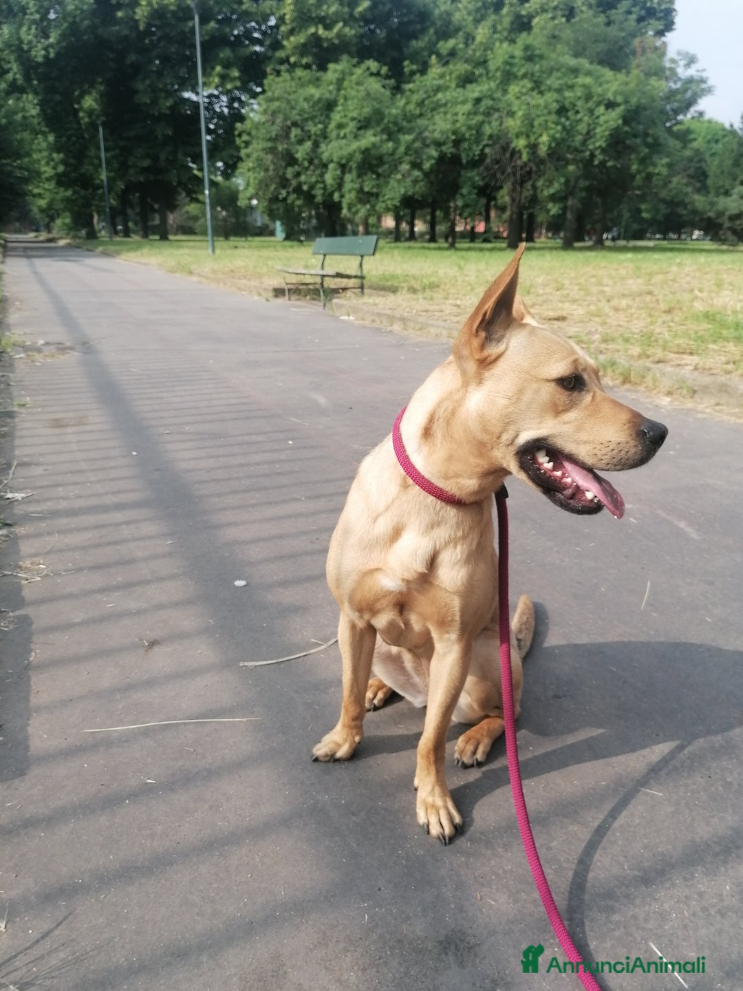 Meticcio cani in regalo: Luna, meticcia di 3 anni in regalo - Annuncio 7