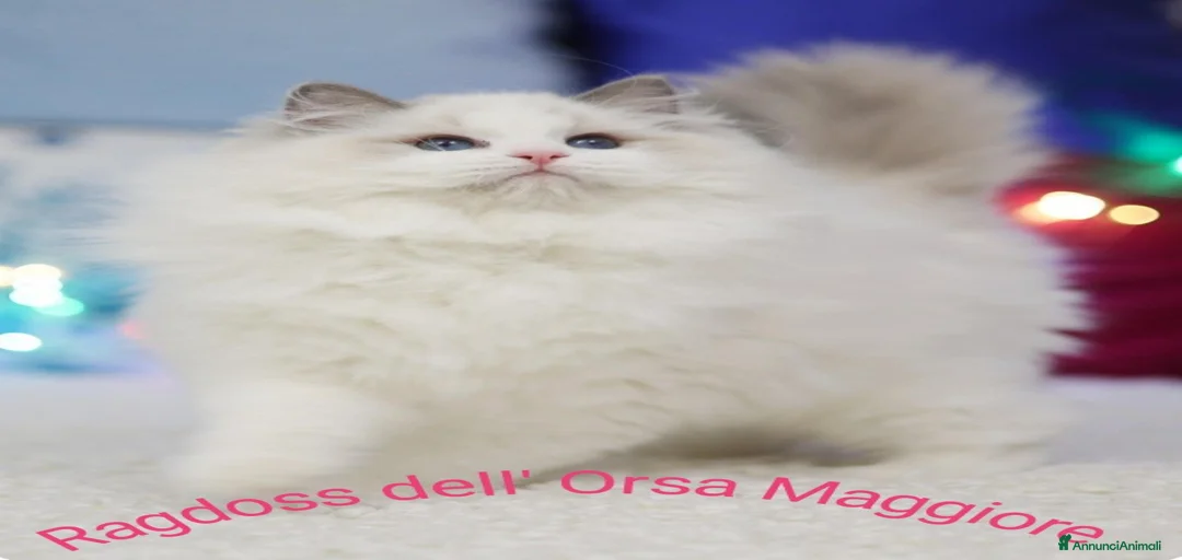 Immagine della galleria {{count}}