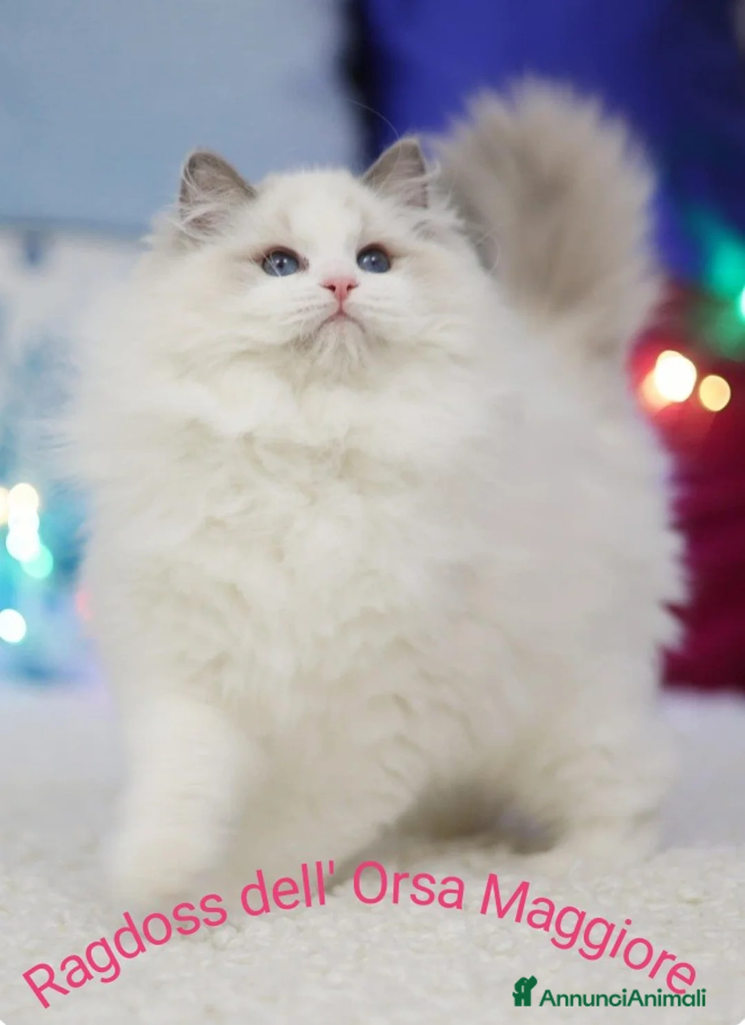 Immagine della galleria {{count}}