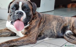 Boxer cani per accoppiamento: Boxer per monte  - Immagine 4