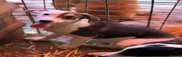 Meticcio cani in regalo: FAN, tenero cucciolo ZAMPACORTA! tg PICCOLA - Annuncio 5