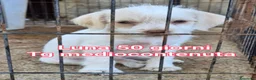 Meticcio cani in regalo: TANTI CUCCIOLI SOLI  a Provincia di Vicenza - Annuncio 2