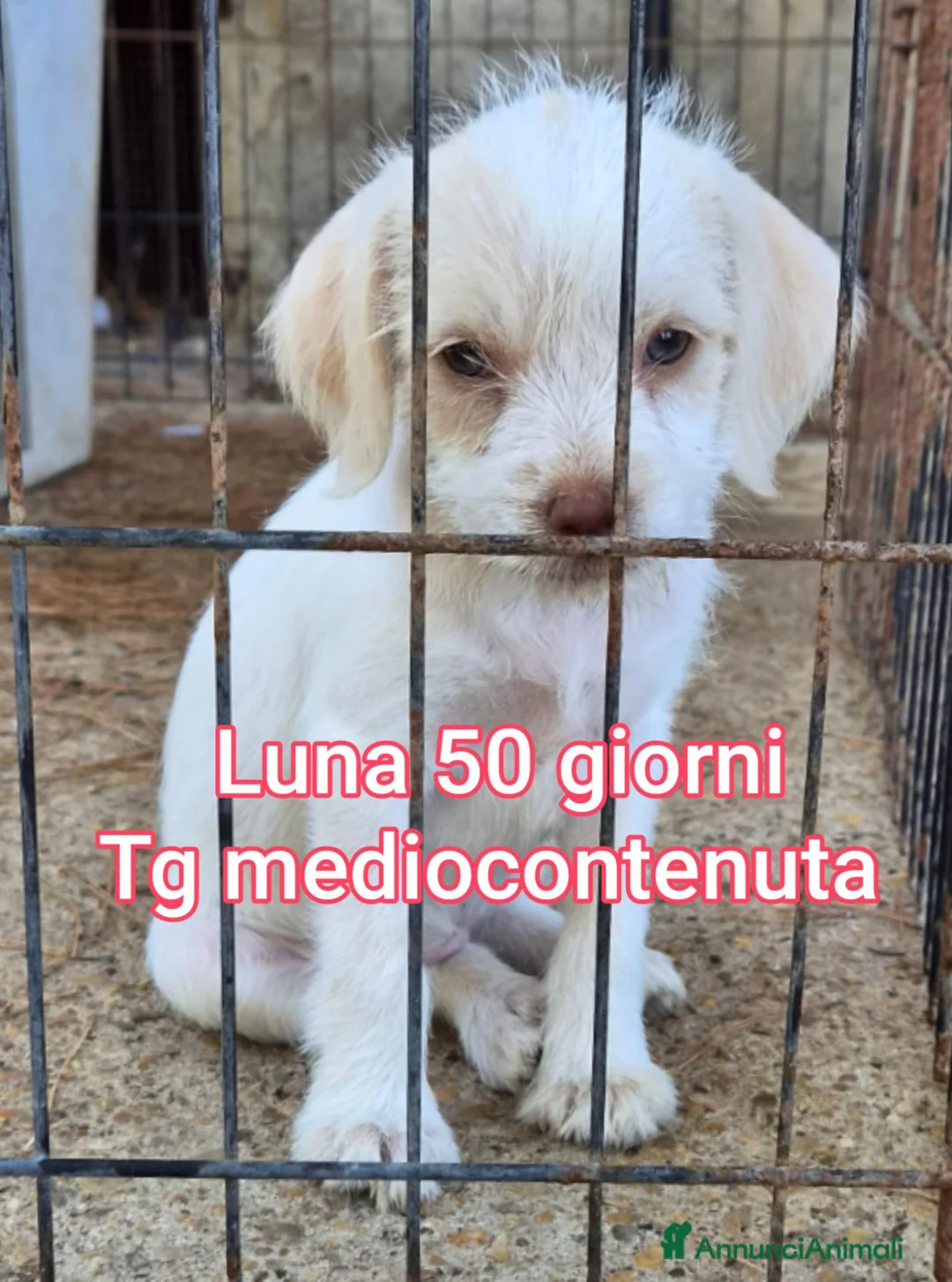 Meticcio cani in regalo: TANTI CUCCIOLI SOLI  a Provincia di Vicenza - Annuncio 2