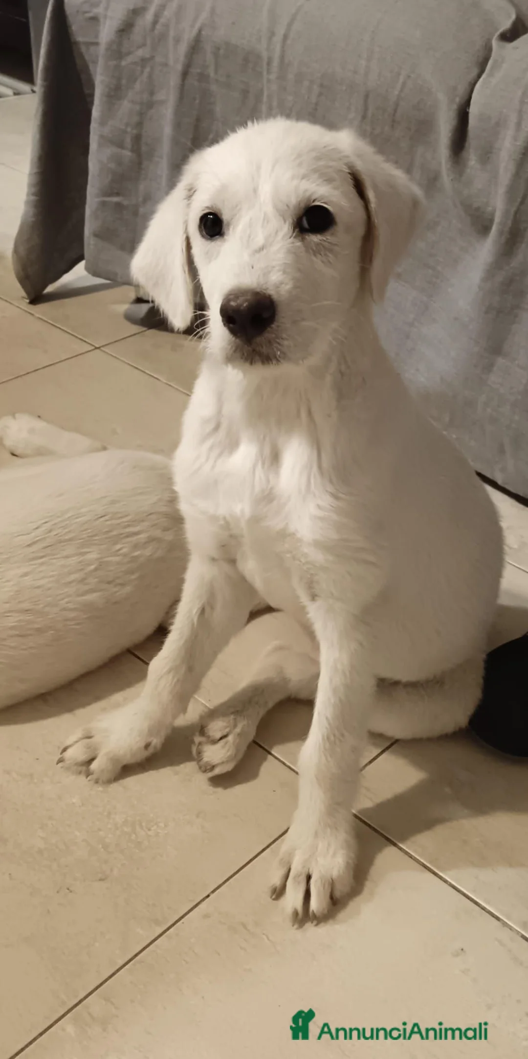 Meticcio cani in regalo: Femmina 3mesi e 1/2 tg media URGE CASA CAGLIARI - Annuncio 1