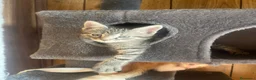Meticcio gatti in regalo: GATTINI a Provincia di Piacenza - Annuncio 6