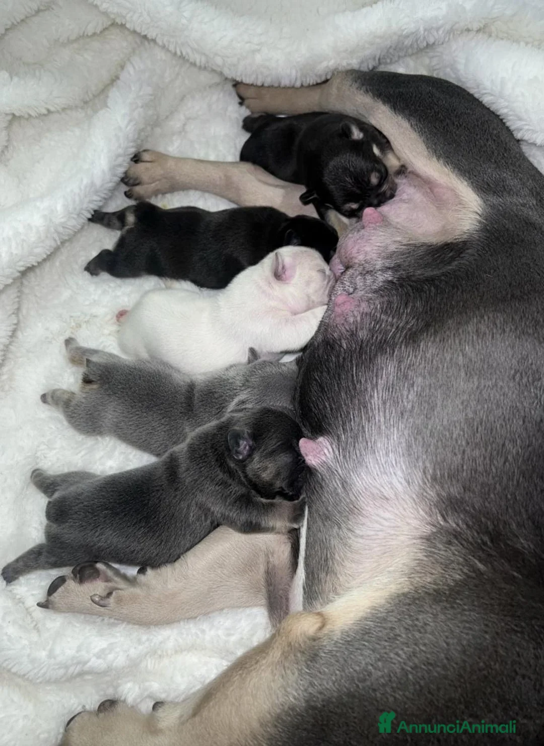 Bulldog Francese cani in vendita: 5 Sugar Bulldogs🧁 - Annuncio 1