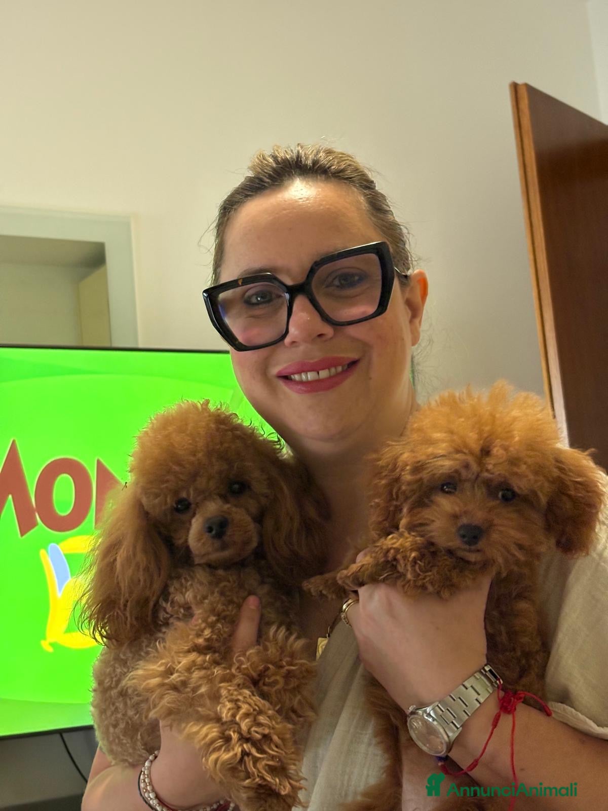 Barboncino Toy cani Barbone mini toy femmina con pedigree enci - Annuncio 1