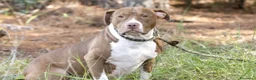 Pitbull cani in vendita: Pitbull - Annuncio 11