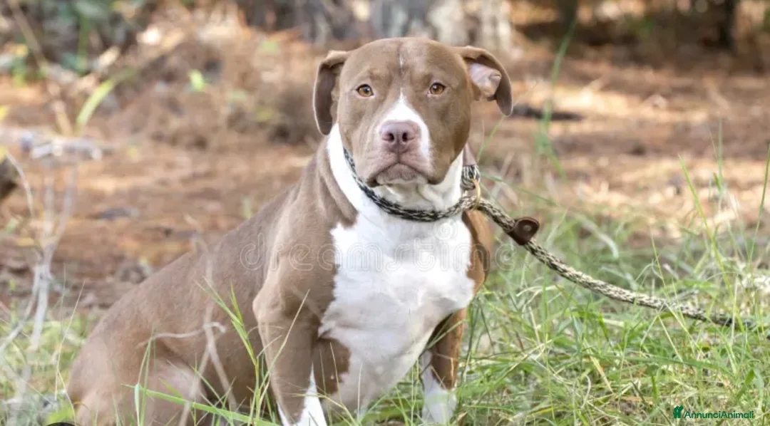 Pitbull cani in vendita: Pitbull - Annuncio 11