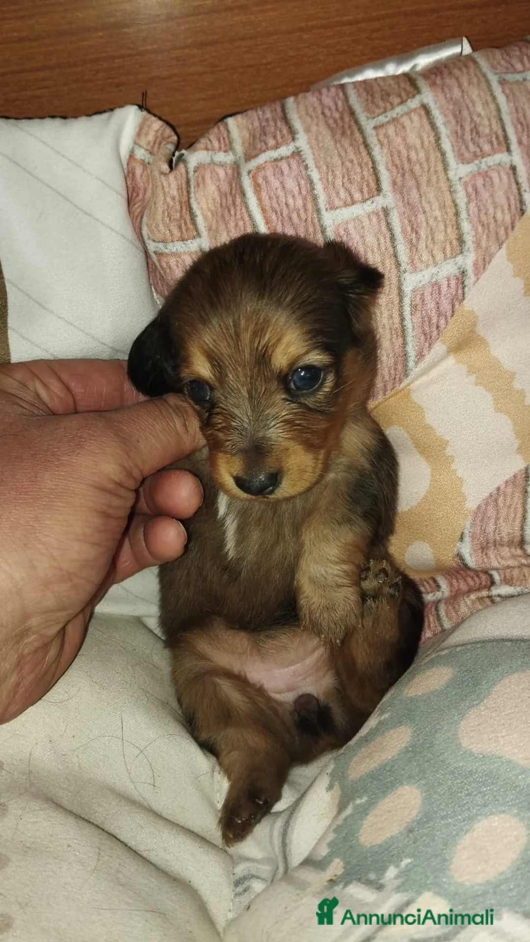 Bassotto cani in vendita: Bassotti tedeschi  - Annuncio 2