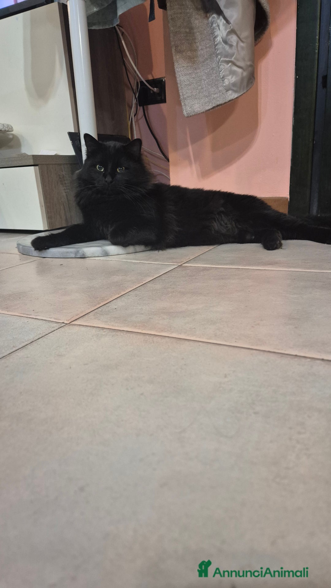 Maine Coon gatti per accoppiamento: Roki24 - Annuncio 4