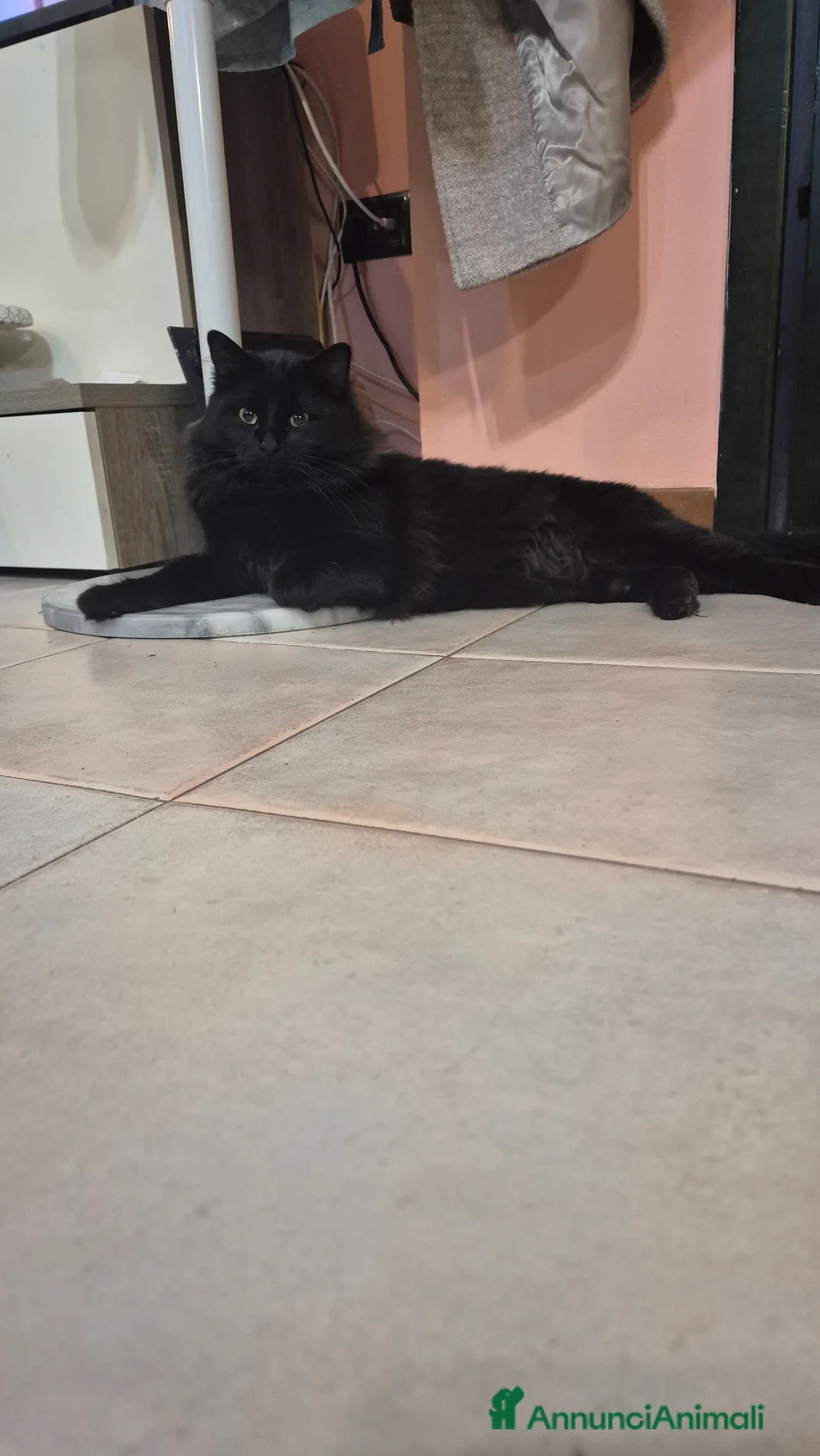 Maine Coon gatti per accoppiamento: Roki24 - Annuncio 4